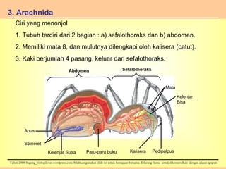 3. Arachnida Ciri yang menonjol 1. Tubuh terdiri dari 2 bagian : a) sefalothoraks dan b) abdomen. 2. Memiliki mata 8, dan mulutnya dilengkapi oleh kalisera (catut). 3. Kaki berjumlah 4 pasang, keluar dari sefalothoraks. Abdomen Sefalothoraks Mata Kelenjar Bisa Pedipalpus Kalisera Paru-paru buku Kelenjar Sutra Spineret Anus 