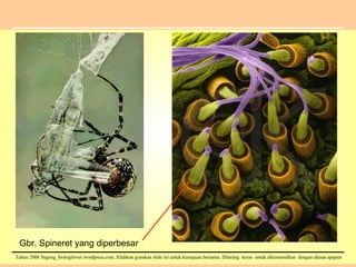 Gbr. Spineret yang diperbesar 