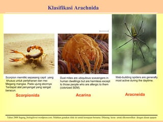 Klasifikasi Arachnida Aracneida Acarina Scorpionida Scorpion memiliki sepasang capit  yang khusus untuk pertahanan dan me- Megang mangsa. Pada ujung ekornya Terdapat alat penyengat yang sangat beracun. Dust mites are ubiquitous scavengers in  human dwellings but are harmless except  to those people who are allergic to them  (colorized SEM). Web-building spiders are generally  most active during the daytime. 
