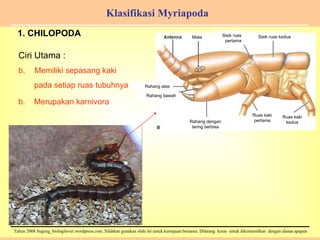 Klasifikasi Myriapoda 1. CHILOPODA Ciri Utama :  Memiliki sepasang kaki pada setiap ruas tubuhnya b.  Merupakan karnivora Rahang dengan taring berbisa Ruas kaki pertama Ruas kaki kedua Mata Rahang atas Rahang bawah Sisik ruas pertama Sisik ruas kedua 
