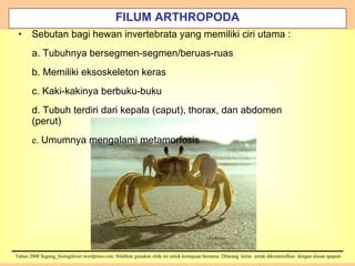 FILUM ARTHROPODA Sebutan bagi hewan invertebrata yang memiliki ciri utama : a. Tubuhnya bersegmen-segmen/beruas-ruas b. Memiliki eksoskeleton keras c. Kaki-kakinya berbuku-buku d. Tubuh terdiri dari kepala (caput), thorax, dan abdomen (perut) e.  Umumnya mengalami metamorfosis 