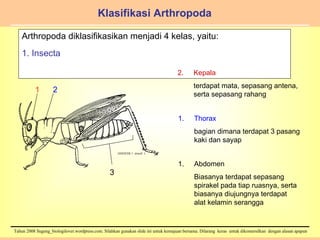Klasifikasi Arthropoda Arthropoda diklasifikasikan menjadi 4 kelas, yaitu: 1. Insecta Kepala terdapat mata, sepasang antena, serta sepasang rahang Thorax bagian dimana terdapat 3 pasang kaki dan sayap Abdomen Biasanya terdapat sepasang spirakel pada tiap ruasnya, serta biasanya diujungnya terdapat alat kelamin serangga 1 2 3 