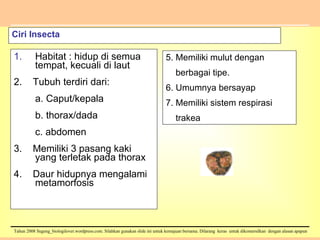 Ciri Insecta Habitat : hidup di semua tempat, kecuali di laut 2.  Tubuh terdiri dari: a. Caput/kepala b. thorax/dada c. abdomen 3.  Memiliki 3 pasang kaki yang terletak pada thorax 4.  Daur hidupnya mengalami metamorfosis 5. Memiliki mulut dengan  berbagai tipe. 6. Umumnya bersayap 7. Memiliki sistem respirasi trakea 
