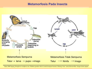 Metamorfosis Pada Insecta Metamorfosis Sempurna Telur  larva  pupa  imago Metamorfosis Tidak Sempurna Telur  Nimfa  Imago 