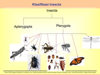 Klasifikasi Insecta Insecta Apterygopta Pterygota 