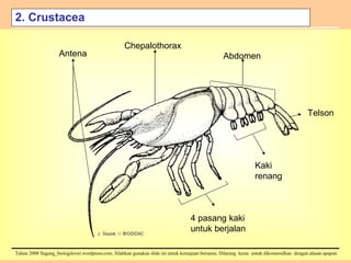 2. Crustacea Chepalothorax Abdomen Antena 4 pasang kaki untuk berjalan Kaki renang Telson 