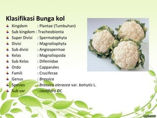 Klasifikasi Bunga kol
Kingdom : Plantae (Tumbuhan)
Sub kingdom : Tracheobionta
Super Divisi : Spermatophyta
Divisi : Magnoliophyta
Sub divisi : Angiospermae
Kelas : Magnoliopsida
Sub Kelas : Dilleniidae
Ordo : Capparales
Famili : Cruciferae
Genus : Brassica
Spesies : Brassica oleracea var. botrytis L.
Sub var : cauliflora DC
 