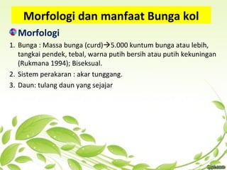 Morfologi dan manfaat Bunga kol
Morfologi
1. Bunga : Massa bunga (curd)5.000 kuntum bunga atau lebih,
tangkai pendek, tebal, warna putih bersih atau putih kekuningan
(Rukmana 1994); Biseksual.
2. Sistem perakaran : akar tunggang.
3. Daun: tulang daun yang sejajar
 