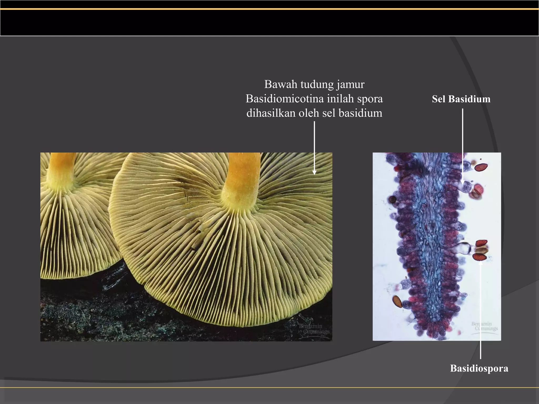 Bawah tudung jamur
Basidiomicotina inilah spora   Sel Basidium
dihasilkan oleh sel basidium




                                  Basidiospora
 
