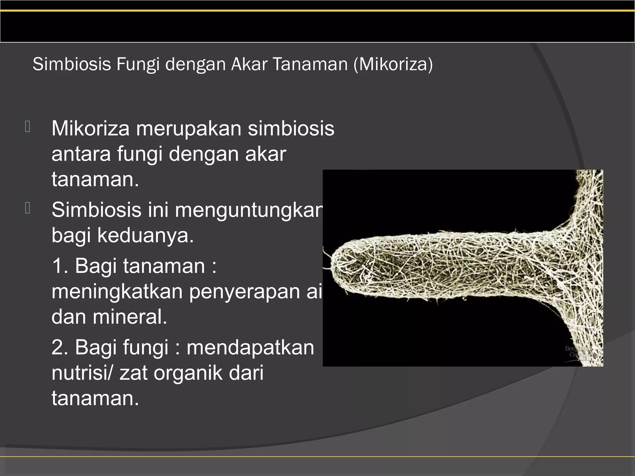 Simbiosis Fungi dengan Akar Tanaman (Mikoriza)


     Mikoriza merupakan simbiosis
      antara fungi dengan akar
      tanaman.
     Simbiosis ini menguntungkan
      bagi keduanya.
      1. Bagi tanaman :
      meningkatkan penyerapan air
      dan mineral.
      2. Bagi fungi : mendapatkan
      nutrisi/ zat organik dari
      tanaman.
 
