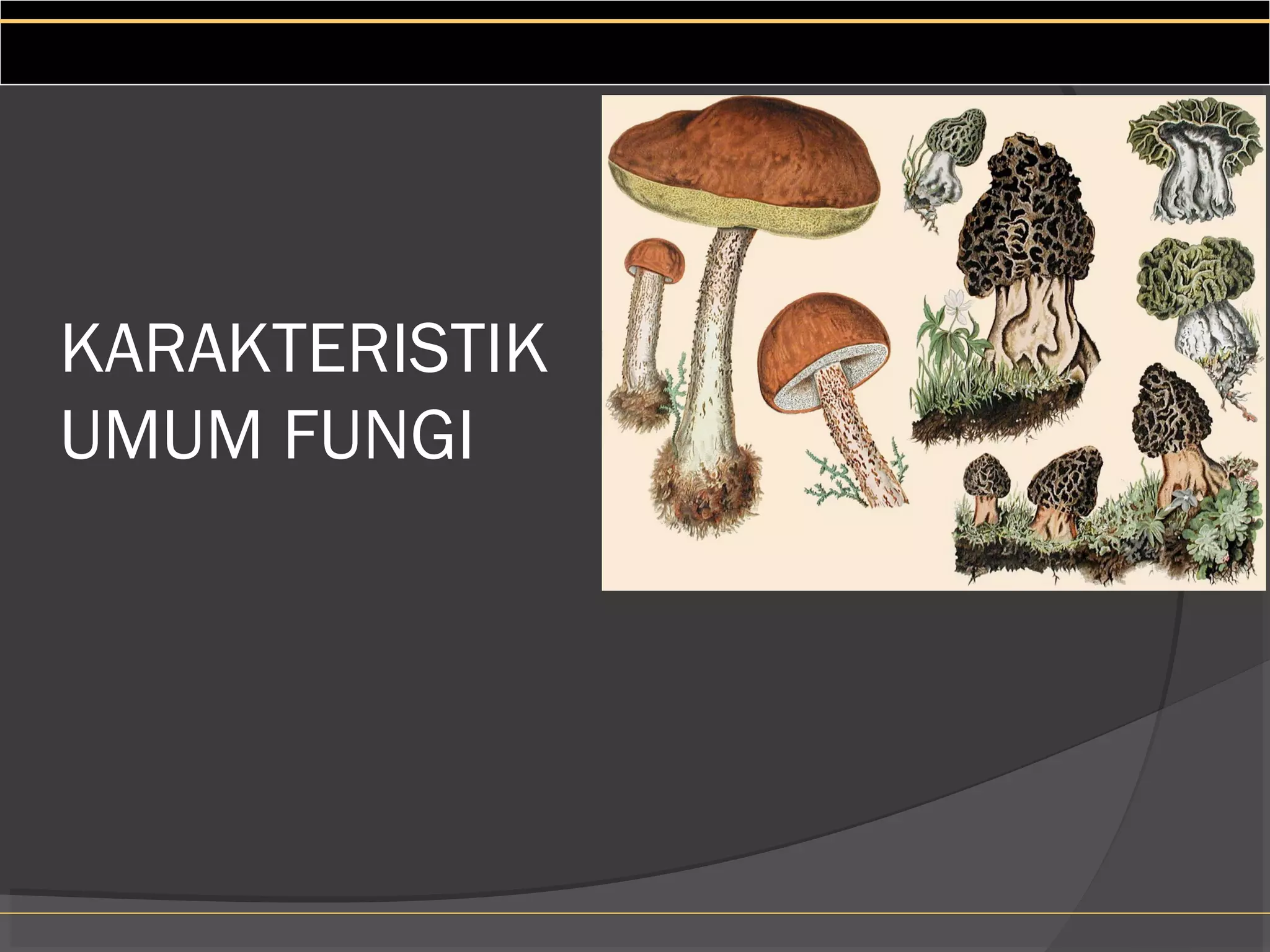 KARAKTERISTIK
UMUM FUNGI
 