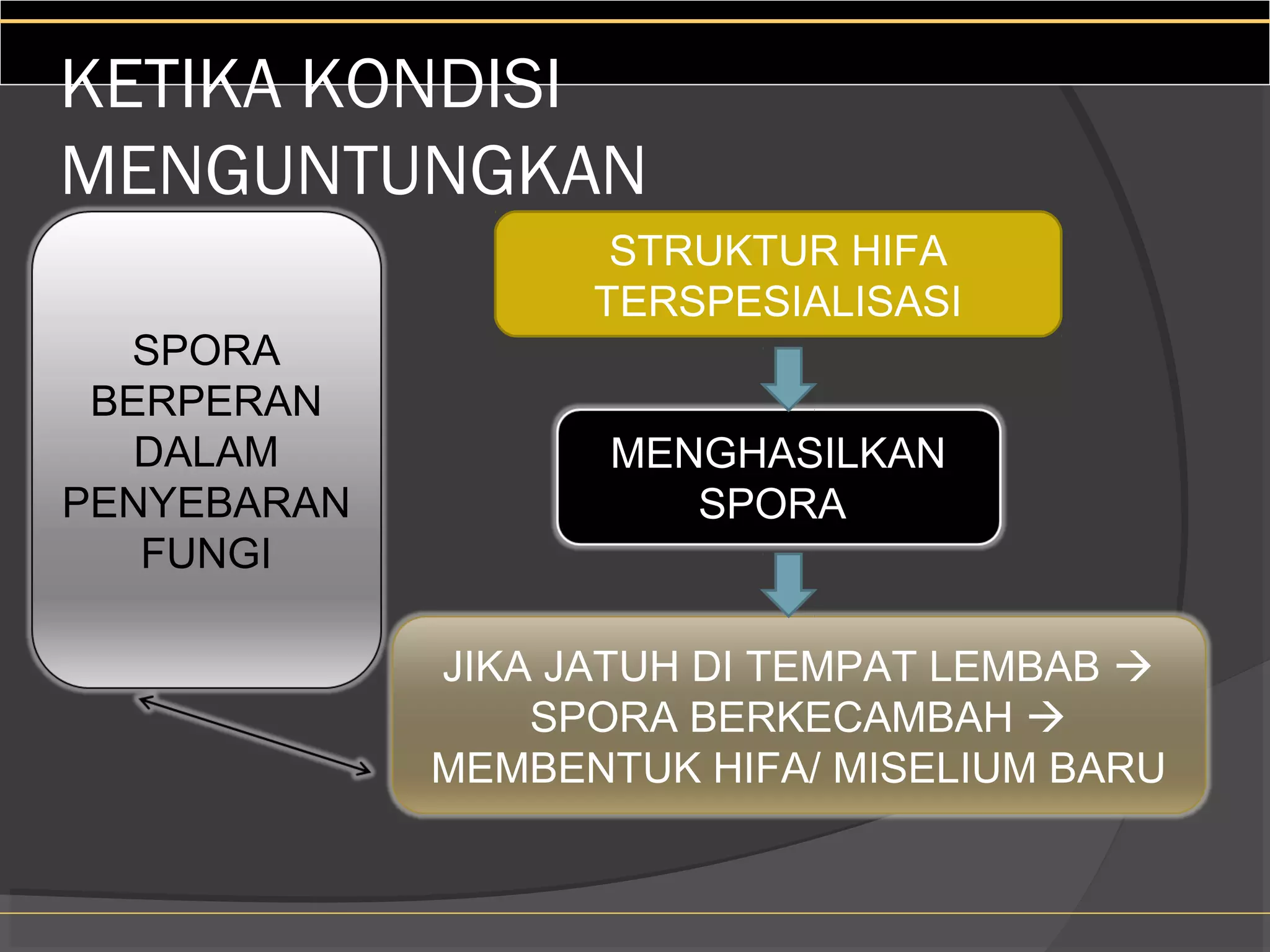 KETIKA KONDISI
MENGUNTUNGKAN
                    STRUKTUR HIFA
                   TERSPESIALISASI
  SPORA
 BERPERAN
   DALAM            MENGHASILKAN
PENYEBARAN             SPORA
   FUNGI

             JIKA JATUH DI TEMPAT LEMBAB 
                 SPORA BERKECAMBAH 
             MEMBENTUK HIFA/ MISELIUM BARU
 