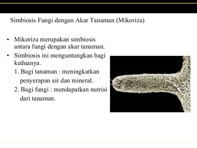 Fungi