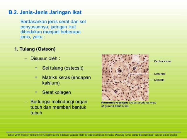 Presentasi jaringan  hewan  SMA