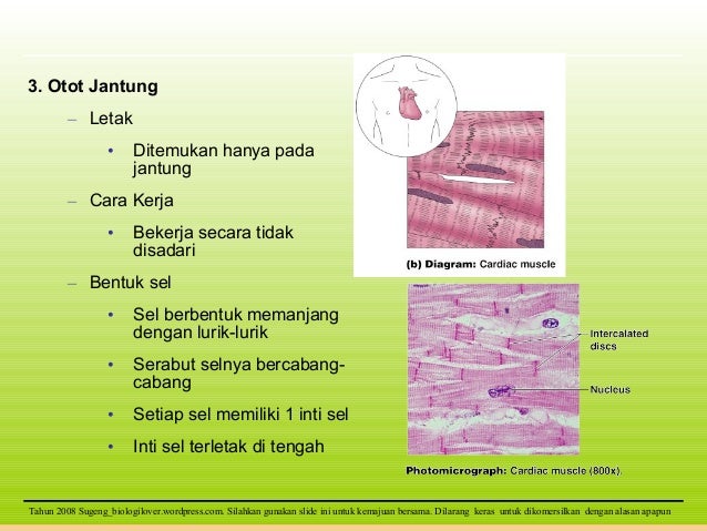 Presentasi jaringan  hewan  SMA