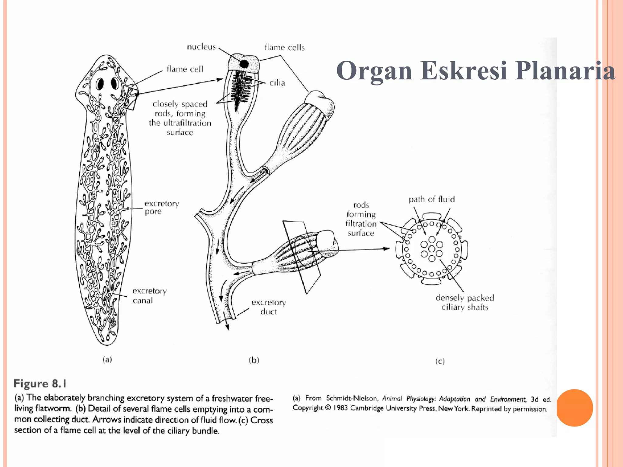 Organ Eskresi Planaria
 