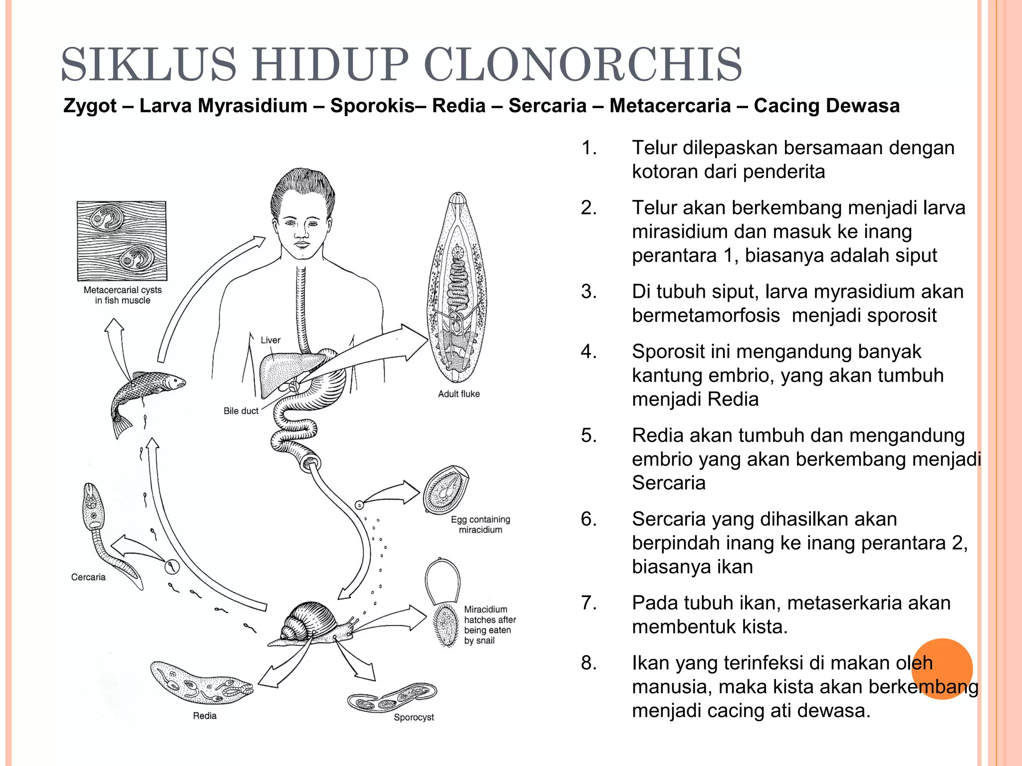 SIKLUS HIDUP CLONORCHIS
Zygot – Larva Myrasidium – Sporokis– Redia – Sercaria – Metacercaria – Cacing Dewasa

                                                   1.    Telur dilepaskan bersamaan dengan
                                                         kotoran dari penderita
                                                   2.    Telur akan berkembang menjadi larva
                                                         mirasidium dan masuk ke inang
                                                         perantara 1, biasanya adalah siput
                                                   3.    Di tubuh siput, larva myrasidium akan
                                                         bermetamorfosis menjadi sporosit
                                                   4.    Sporosit ini mengandung banyak
                                                         kantung embrio, yang akan tumbuh
                                                         menjadi Redia
                                                   5.    Redia akan tumbuh dan mengandung
                                                         embrio yang akan berkembang menjadi
                                                         Sercaria
                                                   6.    Sercaria yang dihasilkan akan
                                                         berpindah inang ke inang perantara 2,
                                                         biasanya ikan
                                                   7.    Pada tubuh ikan, metaserkaria akan
                                                         membentuk kista.
                                                   8.    Ikan yang terinfeksi di makan oleh
                                                         manusia, maka kista akan berkembang
                                                         menjadi cacing ati dewasa.
 