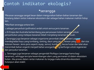Contoh indikator ekologis?
                                  serangga
Peranan serangga sangat besar dalam menguraikan bahan-bahan tanaman dan
binatang dalam rantai makanan ekosistem dan sebagai bahan makanan mahluk hidup
lain.
Manfaat serangga antara lain
1.sebagai penyerbuk (pollinator) andal untuk semua jenis tanaman.
2.Di Eropa dan Australia berkembang jasa penyewaan koloni serangga untuk
penyerbukan yang melepas kawanan lebah menjelang tanaman berbuah.
3.Serangga juga berperan sebagai organisme perombak (dekomposer) yang
mendegradasi kayu yang tumbang, ranting, daun yang jatuh, hewan yang mati dan sisa
kotoran hewan. Jenis-jenis seperti rayap, semut, kumbang, kecoa hutan dan lalat akan
merombak bahan organik menjadi bahan anorganik yang berfungsi untuk regenerasi
dan penyubur tanaman.
4. Serangga juga berperan sebagai pengendali fitofagus (serangga hama bagi
tanaman), sehingga tercipta keseimbangan alam yang permanen di dalam ekosistem
hutan. Jika proses dalam rantai makanan itu terjaga maka dinamika ekosistem
hutanpun akan stabil.
 