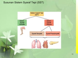 Susunan Sistem Syaraf Tepi (SST)
11
 