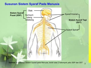 Susunan Sistem Syaraf Pada Manusia
Gambar 1: Susunan Sistem Syaraf pada Manusia, terdiri atas 2 kelompok yaitu SSP dan SST
Otak
Sumsum
tulang
belakang
Syaraf Kranial
Syaraf Spinal
Sistem Syaraf
Pusat (SSP)
Sistem Syaraf Tepi
(SST)
2
 