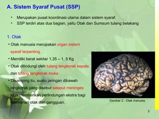 • Merupakan pusat koordinasi utama dalam sistem syaraf.
• SSP terdiri atas dua bagian, yaitu Otak dan Sumsum tulang belakang
A. Sistem Syaraf Pusat (SSP)
1. Otak
• Otak manusia merupakan organ sistem
syaraf terpenting.
• Memiliki berat sekitar 1,35 – 1, 5 Kg
• Otak dilindungi oleh tulang tengkorak kepala
dan tulang tengkorak muka
• Disamping itu, suatu jaringan dibawah
tengkorak yang disebut selaput meninges
juga memberikan perlindungan ekstra bagi
keamanan otak dari gangguan.
Gambar 2 : Otak manusia
3
 