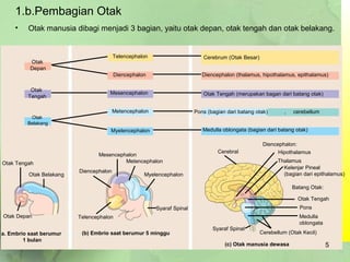 1.b.Pembagian Otak
• Otak manusia dibagi menjadi 3 bagian, yaitu otak depan, otak tengah dan otak belakang.
Otak
Depan
Telencephalon
Otak
Tengah
Otak
Belakang
Diencephalon
Mesencephalon
Metencephalon
Myelencephalon
Cerebrum (Otak Besar)
Diencephalon (thalamus, hipothalamus, epithalamus)
Otak Tengah (merupakan bagan dari batang otak)
Pons (bagian dari batang otak) , cerebellum
Medulla oblongata (bagian dari batang otak)
Otak Tengah
Otak Belakang
Otak Depan
a. Embrio saat berumur
1 bulan
(b) Embrio saat berumur 5 minggu
(c) Otak manusia dewasa
Mesencephalon
Metencephalon
Myelencephalon
Syaraf Spinal
Diencephalon
Telencephalon
Cerebral
Diencephalon:
Hipothalamus
Thalamus
Kelenjar Pineal
(bagian dari epithalamus)
Batang Otak:
Otak Tengah
Pons
Medulla
oblongata
Cerebellum (Otak Kecil)
Syaraf Spinal
5
 