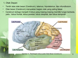 1. Otak Depan
• Terdiri atas otak besar (Cerebrum), talamus, hipotalamus, dan infundibulum.
• Otak besar (Cerebrum) merupakan bagian otak yang paling besar.
• Cerebrum terbagi menjadi 4 lobus yang masing-masing memiliki fungsi berbeda,
yaitu : lobus frontal, lobus parietal, lobus oksipital, dan lobus temporal
Lob.Frontal
Lob.Temporal Lob.Oksipital
Lob.Parietal
Frontal
association
area
Bicara
Bau
Mendengar
Auditory
association
area
Melihat
Visual
association
area
Somatosensory
association
area
Membaca
Bicara
Rasa
Somatosensorycortex
Motorcortex
Gambar 4 : Pembagian lobus pada Otak Besar (Cerebrum) 6
 