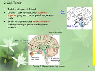 2. Otak Tengah
• Terletak didepan otak kecil
• Di dalam otak kecil terdapat kolikulus
superior yang merupakan pusat pergerakan
mata.
• Selain itu juga terdapat kolikulus inferior
berfungsi sebagai pusat pendengaran
tertentu.
Rangsang
dari telinga
Rangsang
dari mata
Kolikulus superior
Kolikulus inferior
Gambar 5 : Bagian-bagian otak tengah
Otak Tengah
Otak
Depan
7
 