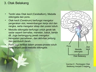3. Otak Belakang
• Terdiri atas Otak kecil (Cerebellum), Medulla
oblongata dan pons.
• Otak kecil (Cerebrum) berfungsi mengatur
pergerakan otot, keseimbangan kerja otot dan
rangka, serta mengatur sikap dan posisi tubuh.
• Medulla oblongata berfungsi untuk gerak tak
sadar seperti bernafas, menelan, batuk, bersin
dll. Juga bertanggung jawab mengatur
kecepatan pernafasan, dan aktivitas jantung
dan pembuluh darah.
• Pons juga terlibat dalam proses-proses tubuh
yang terjadi pada medulla oblongata.
Pons
Medulla
oblongata
Otak
kecil
Otak Belakang
Gambar 6 : Pembagian Otak
Belakang menjadi 3 bagian
8
 