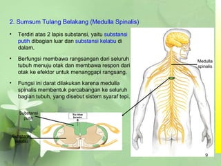 2. Sumsum Tulang Belakang (Medulla Spinalis)
• Terdiri atas 2 lapis substansi, yaitu substansi
putih dibagian luar dan substansi kelabu di
dalam.
• Berfungsi membawa rangsangan dari seluruh
tubuh menuju otak dan membawa respon dari
otak ke efektor untuk menanggapi rangsang.
• Fungsi ini darat dilakukan karena medulla
spinalis membentuk percabangan ke seluruh
bagian tubuh, yang disebut sistem syaraf tepi.
Medulla
spinalis
Substansi
kelabu
Substansi
putih
9
 