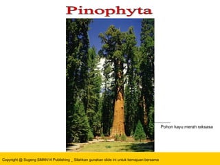 Copyright @ Sugeng SMAN14 Publishing _ Silahkan gunakan slide ini untuk kemajuan bersama
Pohon kayu merah raksasa
 