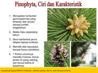 Copyright @ Sugeng SMAN14 Publishing _ Silahkan gunakan slide ini untuk kemajuan bersama
1. Merupakan tumbuhan
gymnospermae yang
terbesar dari ukuran
sampai jumlah
anggotanya.
2. Selalu hijau sepanjang
tahun.
3. Daun berbentuk jarum,
dilapisi lapisan kutikula.
4. Memiliki alat reproduksi
berupa konus (strobilus).
5. 1 Pohon umumnya
memiliki 2 konus, konus
jantan di ujung cabang,
dan konus betina di
bawahnya.
Contohnya : Pinus merkusii
 