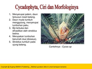 Copyright @ Sugeng SMAN14 Publishing _ Silahkan gunakan slide ini untuk kemajuan bersama
1. Menyerupai palem, daun
tersusun roset batang.
2. Daun muda tumbuh
menggulung, menyerupai
tumbuhan paku.
3. Biji terbuka dan
dihasilkan oleh strobilus
betina.
4. Merupakan tumbuhan
berumah dua (dioseus).
5. Strobilus tumbuh pada
ujung batang.
Contohnya : Cycas sp
 
