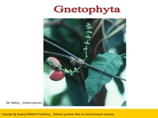 Copyright @ Sugeng SMAN14 Publishing _ Silahkan gunakan slide ini untuk kemajuan bersama
Gb. Melinjo _ Gnetum gnemon
 