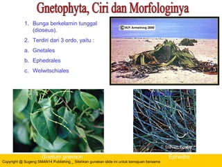 Copyright @ Sugeng SMAN14 Publishing _ Silahkan gunakan slide ini untuk kemajuan bersama
1. Bunga berkelamin tunggal
(dioseus).
2. Terdiri dari 3 ordo, yaitu :
a. Gnetales
b. Ephedrales
c. Welwitschiales
Gnetum gnemon Ephedra
Welwitschia
 
