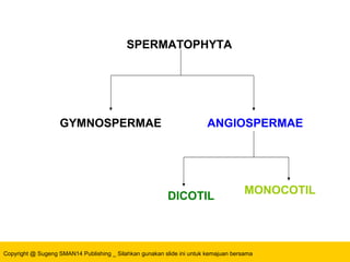 Copyright @ Sugeng SMAN14 Publishing _ Silahkan gunakan slide ini untuk kemajuan bersama
GYMNOSPERMAE ANGIOSPERMAE
SPERMATOPHYTA
DICOTIL
MONOCOTIL
 