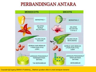 Copyright @ Sugeng SMAN14 Publishing _ Silahkan gunakan slide ini untuk kemajuan bersama
BERKEPING 1 BERKEPING 2
KELOPAK
BUNGA
KELIPATAN 3
KELOPAK
KELIPATAN
4 ATAU 5
TULANG DAUN
SEJAJAR
TULANG DAUN
BERCABANG
SERBUK SARI MEMILIKI
1 PORI-PORI ATAU
LEBIH
SERBUK SARI MEMILIKI
3 PORI-PORI ATAU
LEBIH
JARINGAN PENGANGKUT
TERSEBAR PADA
BATANG
TAK BERKAMBIUM
JARINGAN PENGANGKUT
TERATUR PADA
BATANG
BERKAMBIUM
 