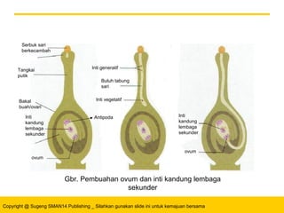 Copyright @ Sugeng SMAN14 Publishing _ Silahkan gunakan slide ini untuk kemajuan bersama
2 INTI
GENERATIF
Serbuk sari
berkecambah
Tangkai
putik
Bakal
buah/ovari
Inti
kandung
lembaga
sekunder
ovum
Inti generatif
Inti vegetatif
Buluh tabung
sari
Inti
kandung
lembaga
sekunder
ovum
Antipoda
Gbr. Pembuahan ovum dan inti kandung lembaga
sekunder
 