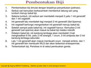 Copyright @ Sugeng SMAN14 Publishing _ Silahkan gunakan slide ini untuk kemajuan bersama
1. Pembentukkan biji dimulai dengan terjadinya penyerbukan (polinasi).
2. Serbuk sari kemudian berkecambah membentuk tabung sari yang
tumbuh menuju bakal biji.
3. Selama tumbuh, inti serbuk sari membelah menjadi 2 yaitu 1 inti generatif
dan 1 inti vegetatif.
4. Inti generatif lalu membelah lagi menjadi 2 inti generatif (Sel Sperma)
5. Inti vegetatif berfungsi mengantarkan inti generatif menuju bakal biji.
6. Setelah sampai pada bakal biji, inti vegetatif hancur. Kemudian 2 inti
generatif (sel sperma) akan masuk ke bakal biji melalui mikrofil.
7. Didalam bakal biji, inti kandung lembaga akan membelah 3 kali
menghasilkan 8 inti, yaitu 2 inti sinergid, 1 ovum, 3 inti antipoda dan 2 inti
kandung lembaga sekunder.
8. Lalu 1 inti generatif akan masuk membuahi ovum menjadi embrio, dan 1
inti generatif lain membuahi IKLS dan akan terbentuk endospermae.
9. Terbentukkah biji. Peristiwa ini di sebut pembuahan ganda.
 