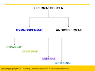 Copyright @ Sugeng SMAN14 Publishing _ Silahkan gunakan slide ini untuk kemajuan bersama
SPERMATOPHYTA
GYMNOSPERMAE ANGIOSPERMAE
CONIFERAE
GNETINAE
CYCADINAE
GINKGOINAE
 