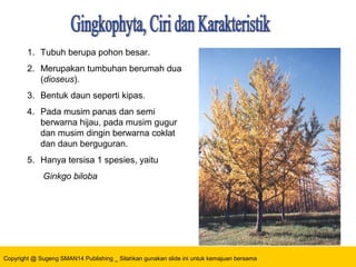 Copyright @ Sugeng SMAN14 Publishing _ Silahkan gunakan slide ini untuk kemajuan bersama
1. Tubuh berupa pohon besar.
2. Merupakan tumbuhan berumah dua
(dioseus).
3. Bentuk daun seperti kipas.
4. Pada musim panas dan semi
berwarna hijau, pada musim gugur
dan musim dingin berwarna coklat
dan daun berguguran.
5. Hanya tersisa 1 spesies, yaitu
Ginkgo biloba
 