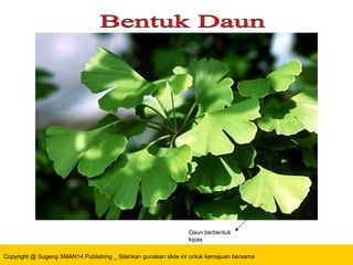 Copyright @ Sugeng SMAN14 Publishing _ Silahkan gunakan slide ini untuk kemajuan bersama
Daun berbentuk
kipas
 