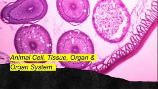 Animal Cell, Tissue, Organ &
Organ System
 