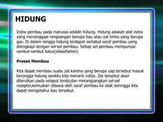 HIDUNG
Indra pembau pada manusia adalah hidung. Hidung adakah alat indra
yang menanggapi rangsangan berupa bau atau zat kimia yang berupa
gas. Di dalam rongga hidung terdapat sertabut saraf pembau yang
dilengkapi dengan sel-sel pembau. Setiap sel pembau mempunyai
rambut-rambut halus(siliaoifaktor).
Proses Membau
Kita dapat membau suatu zat karena yang berupa uap tersebut masuk
kerongga hidung sewktu kita menarik nafas. Zat tersebut akan
dilarutkan pada selaput lendir,dan merangsangkan sel-sel
reseptor,kemudian dibawa oleh saraf pembau ke otak sehingga kita
dapat mengetahui bau tersebut.

 