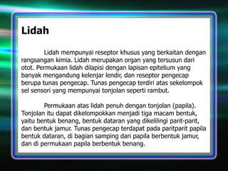 Lidah
Lidah mempunyai reseptor khusus yang berkaitan dengan
rangsangan kimia. Lidah merupakan organ yang tersusun dari
otot. Permukaan lidah dilapisi dengan lapisan epitelium yang
banyak mengandung kelenjar lendir, dan reseptor pengecap
berupa tunas pengecap. Tunas pengecap terdiri atas sekelompok
sel sensori yang mempunyai tonjolan seperti rambut.
Permukaan atas lidah penuh dengan tonjolan (papila).
Tonjolan itu dapat dikelompokkan menjadi tiga macam bentuk,
yaitu bentuk benang, bentuk dataran yang dikelilingi parit-parit,
dan bentuk jamur. Tunas pengecap terdapat pada paritparit papila
bentuk dataran, di bagian samping dari papila berbentuk jamur,
dan di permukaan papila berbentuk benang.

 