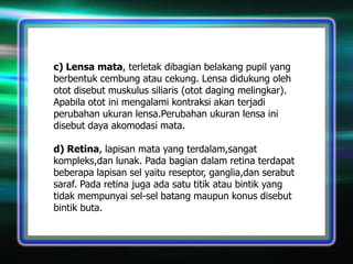 c) Lensa mata, terletak dibagian belakang pupil yang
berbentuk cembung atau cekung. Lensa didukung oleh
otot disebut muskulus siliaris (otot daging melingkar).
Apabila otot ini mengalami kontraksi akan terjadi
perubahan ukuran lensa.Perubahan ukuran lensa ini
disebut daya akomodasi mata.

d) Retina, lapisan mata yang terdalam,sangat
kompleks,dan lunak. Pada bagian dalam retina terdapat
beberapa lapisan sel yaitu reseptor, ganglia,dan serabut
saraf. Pada retina juga ada satu titik atau bintik yang
tidak mempunyai sel-sel batang maupun konus disebut
bintik buta.

 
