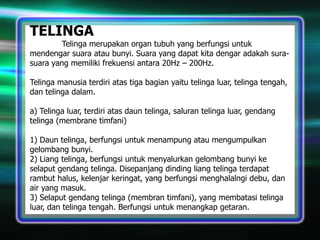 TELINGA

Telinga merupakan organ tubuh yang berfungsi untuk
mendengar suara atau bunyi. Suara yang dapat kita dengar adakah surasuara yang memiliki frekuensi antara 20Hz – 200Hz.
Telinga manusia terdiri atas tiga bagian yaitu telinga luar, telinga tengah,
dan telinga dalam.
a) Telinga luar, terdiri atas daun telinga, saluran telinga luar, gendang
telinga (membrane timfani)
1) Daun telinga, berfungsi untuk menampung atau mengumpulkan
gelombang bunyi.
2) Liang telinga, berfungsi untuk menyalurkan gelombang bunyi ke
selaput gendang telinga. Disepanjang dinding liang telinga terdapat
rambut halus, kelenjar keringat, yang berfungsi menghalalngi debu, dan
air yang masuk.
3) Selaput gendang telinga (membran timfani), yang membatasi telinga
luar, dan telinga tengah. Berfungsi untuk menangkap getaran.

 