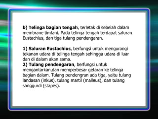 b) Telinga bagian tengah, terletak di sebelah dalam
membrane timfani. Pada telinga tengah terdapat saluran
Eustachius, dan tiga tulang pendengaran.
1) Saluran Eustachius, berfungsi untuk mengurangi
tekanan udara di telinga tengah sehingga udara di luar
dan di dalam akan sama.
2) Tulang pendengaran, berfungsi untuk
mengantarkan,dan memperbesar getaran ke telinga
bagian dalam. Tulang pendengran ada tiga, yaitu tulang
landasan (inkus), tulang martil (malleus), dan tulang
sanggurdi (stapes).

 