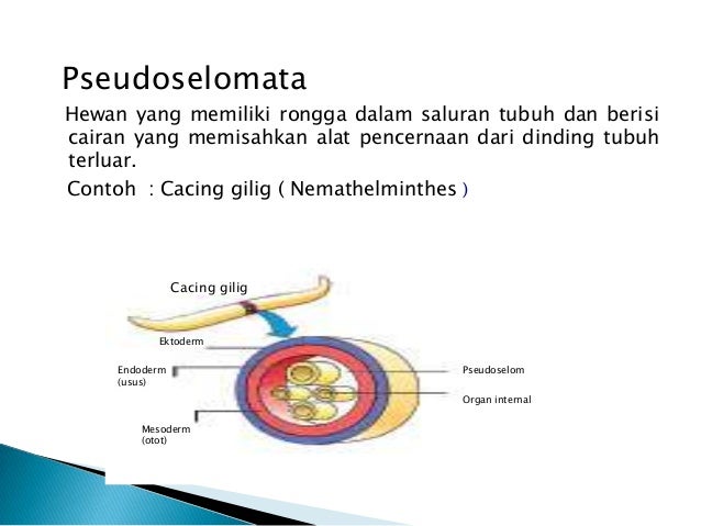 Presentasi animalia