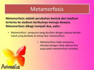 Metamorfosis
• Metamorfosis sempurna yang dicirikan dengan adanya bentuk
tubuh yang berbeda di setiap fase metamorfosis.
Metamorfosis adalah perubahan bentuk dari stadium
tertentu ke stadium berikutnya menuju dewasa.
Metamorfosis dibagi menjadi dua, yaitu :
• Metamorfosis tidak sempurna
ditandai dengan tidak adanya fase
pupa pada metamorfosis tersebut.
 